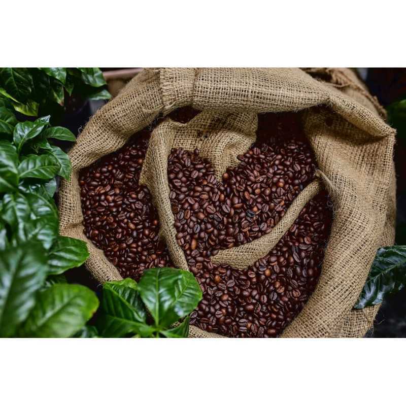 Café torréfié naturel & fairtrade en grain d'Haïti Premium - Direct...