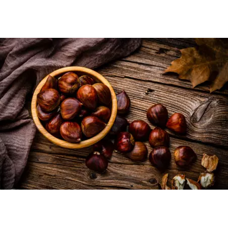 Organic chestnut PDO from Ardèche in shell - Direct producer