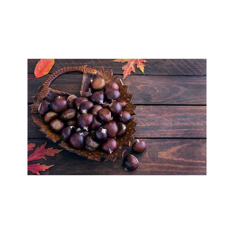 Organic chestnut PDO from Ardèche in shell - Direct producer