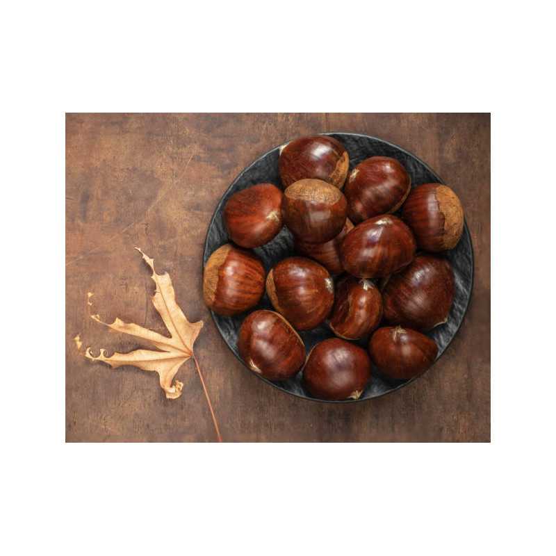 Organic chestnut PDO from Ardèche in shell - Direct producer