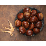 Organic chestnut PDO from Ardèche in shell - Direct producer