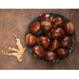 Organic chestnut PDO from Ardèche in shell - Direct producer