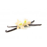 Wild vanilla from Guyana in France - 2 pods