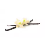 Wild vanilla from Guyana in France - 2 pods