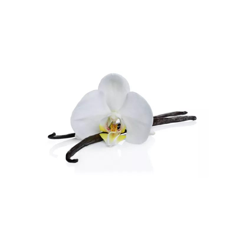 Wild vanilla from Guyana in France - 2 pods