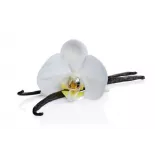 Wild vanilla from Guyana in France - 2 pods