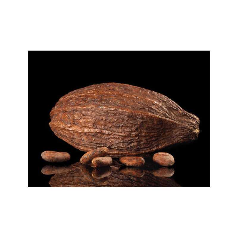 Organic Raw Criollo Cocoa Beans from Peru Premium