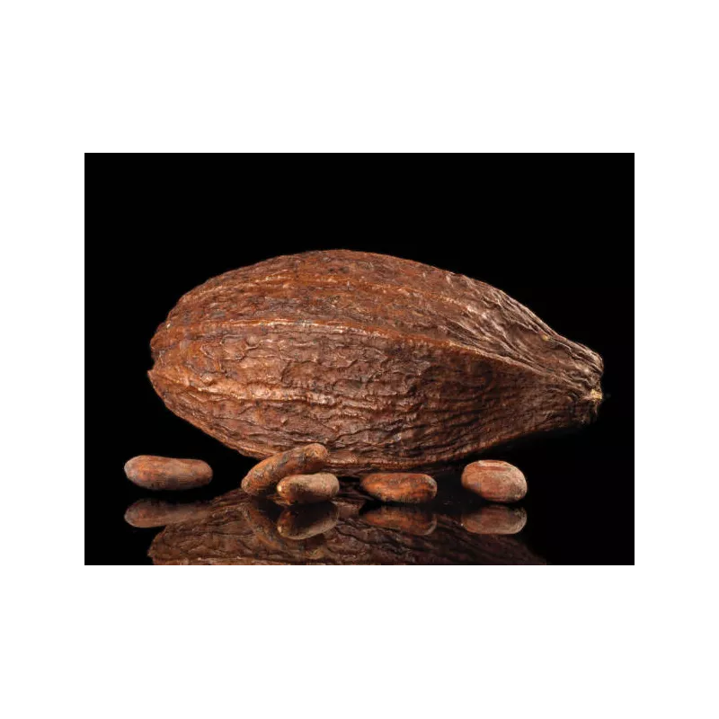 Organic Raw Criollo Cocoa Beans from Peru Premium