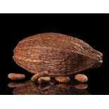 Organic Raw Criollo Cocoa Beans from Peru Premium