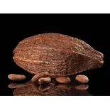 Organic Raw Criollo Cocoa Beans from Peru Premium