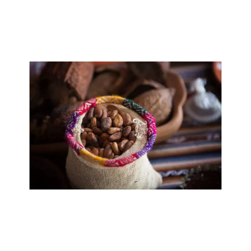 Organic Raw Criollo Cocoa Beans from Peru Premium