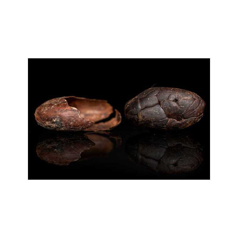 Organic Raw Criollo Cocoa Beans from Peru Premium