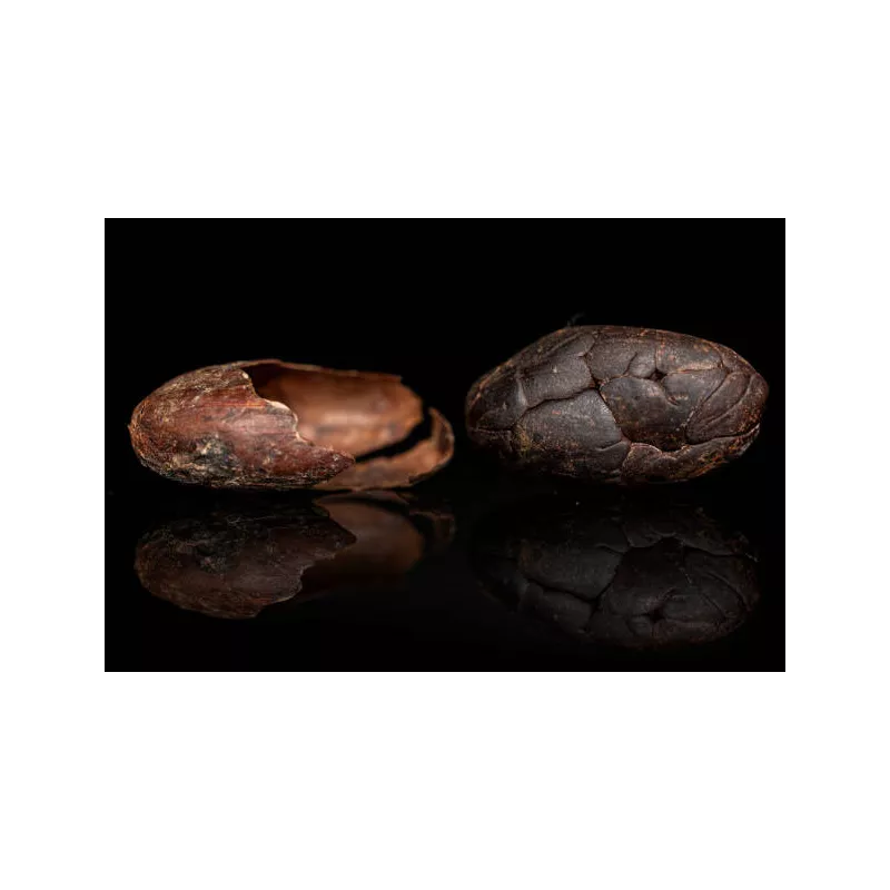 Organic Raw Criollo Cocoa Beans from Peru Premium