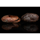 Organic Raw Criollo Cocoa Beans from Peru Premium