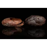 Organic Raw Criollo Cocoa Beans from Peru Premium