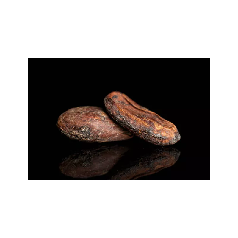 Organic Raw Criollo Cocoa Beans from Peru Premium