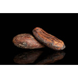 Organic Raw Criollo Cocoa Beans from Peru Premium