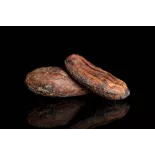 Organic Raw Criollo Cocoa Beans from Peru Premium
