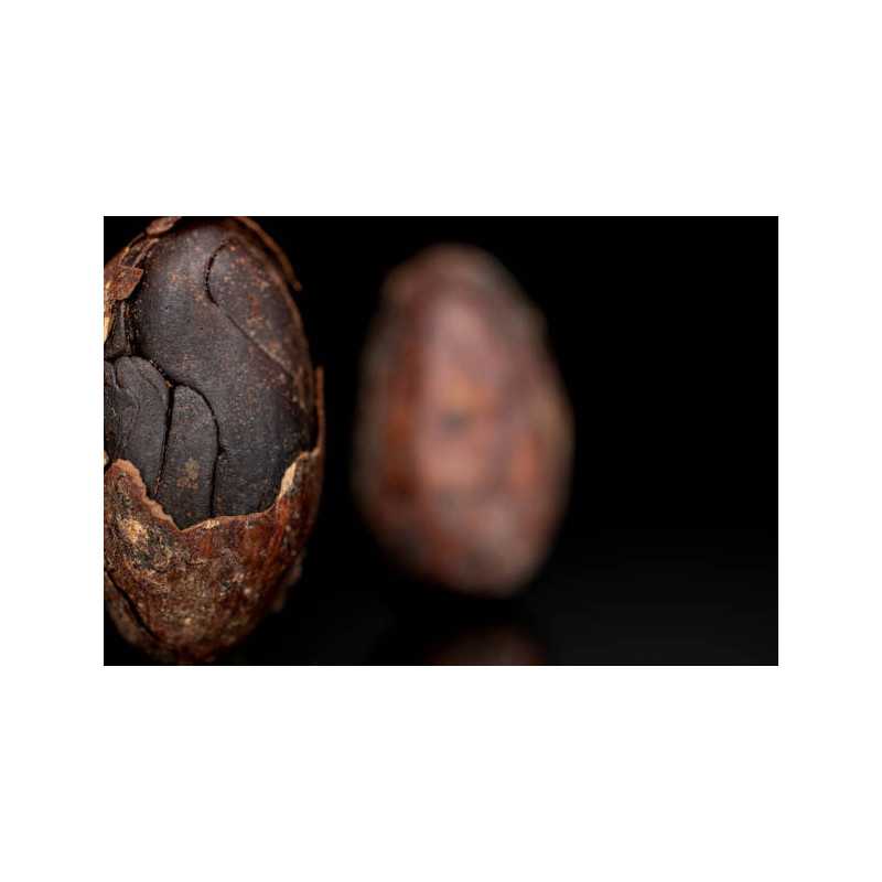 Organic Raw Criollo Cocoa Beans from Peru Premium