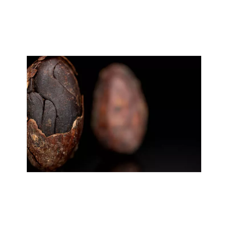 Organic Raw Criollo Cocoa Beans from Peru Premium