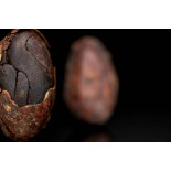 Organic Raw Criollo Cocoa Beans from Peru Premium