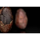 Organic Raw Criollo Cocoa Beans from Peru Premium