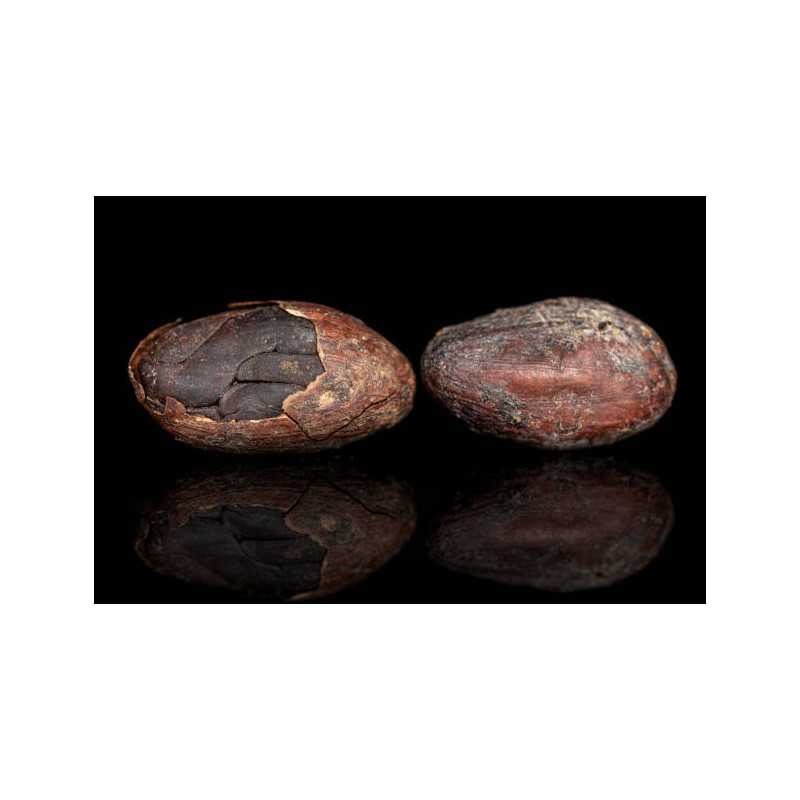 Organic Raw Criollo Cocoa Beans from Peru Premium