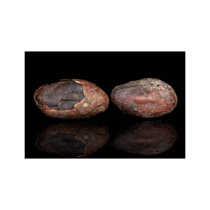 Organic Raw Criollo Cocoa Beans from Peru Premium