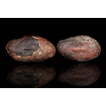 Organic Raw Criollo Cocoa Beans from Peru Premium