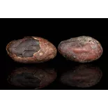 Organic Raw Criollo Cocoa Beans from Peru Premium