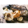 Smoked Garlic PGI from Arleux - Direct Producer