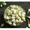 Organic dried jasmine flower buds from Morocco - Direct producer