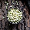 Organic dried jasmine flower buds from Morocco - Direct producer
