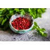 Organic fairtrade red pepper PGI from Kampot - direct producer