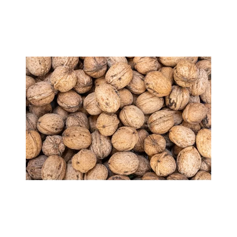 Cerneaux De Noix Bio en coque AOC AOP Du Périgord - direct producteur