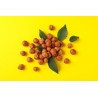 Whole hazelnut PDO Avellana de Reus peeled raw - Direct producer