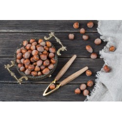Organic hazelnuts in shell from Corsica - direct producer