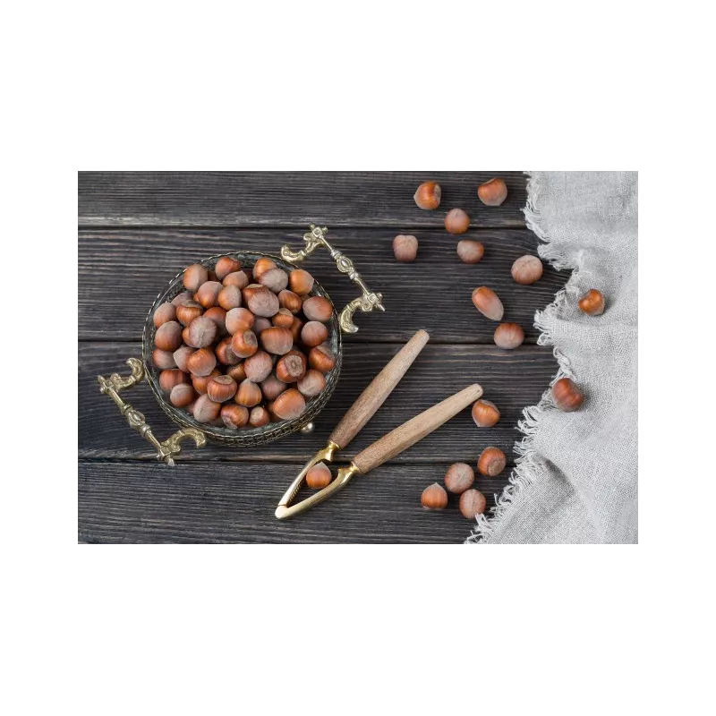 Organic hazelnuts in shell from Corsica - direct producer Organic hazelnuts in shell from Corsica - direct producer