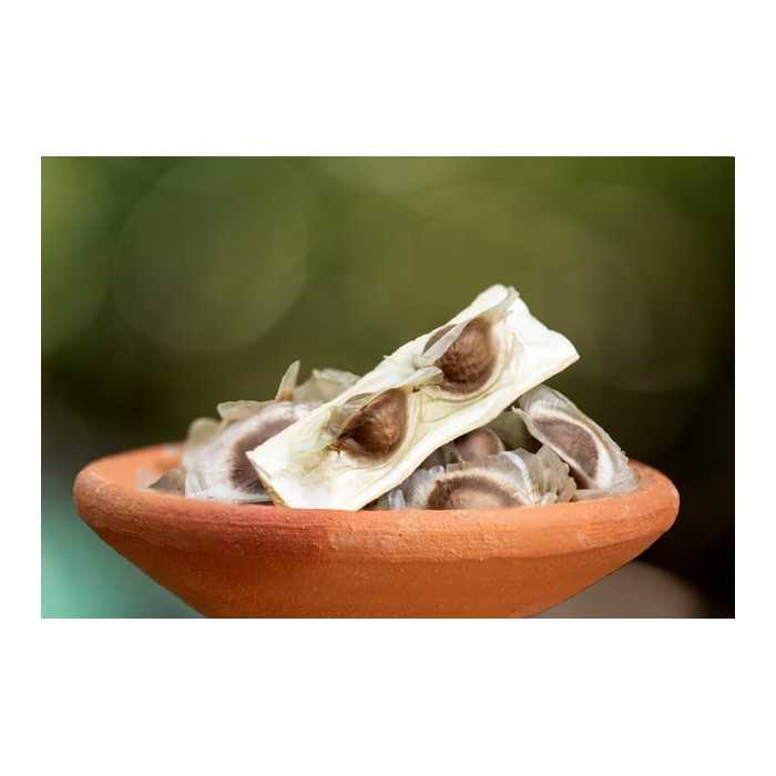 Graines de Moringa naturelles & équitables d'Haïti - Direct producteur