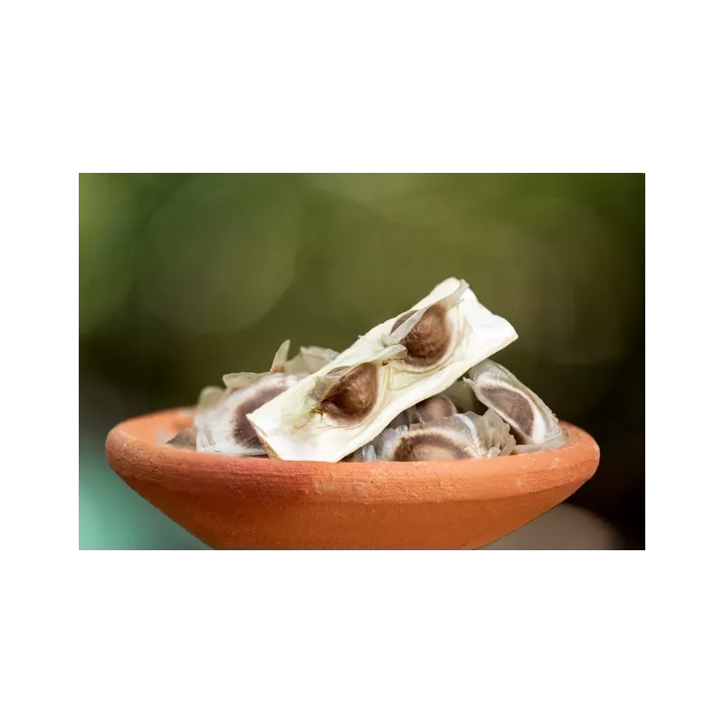 Graines de Moringa naturelles & équitables d'Haïti - Direct producteur