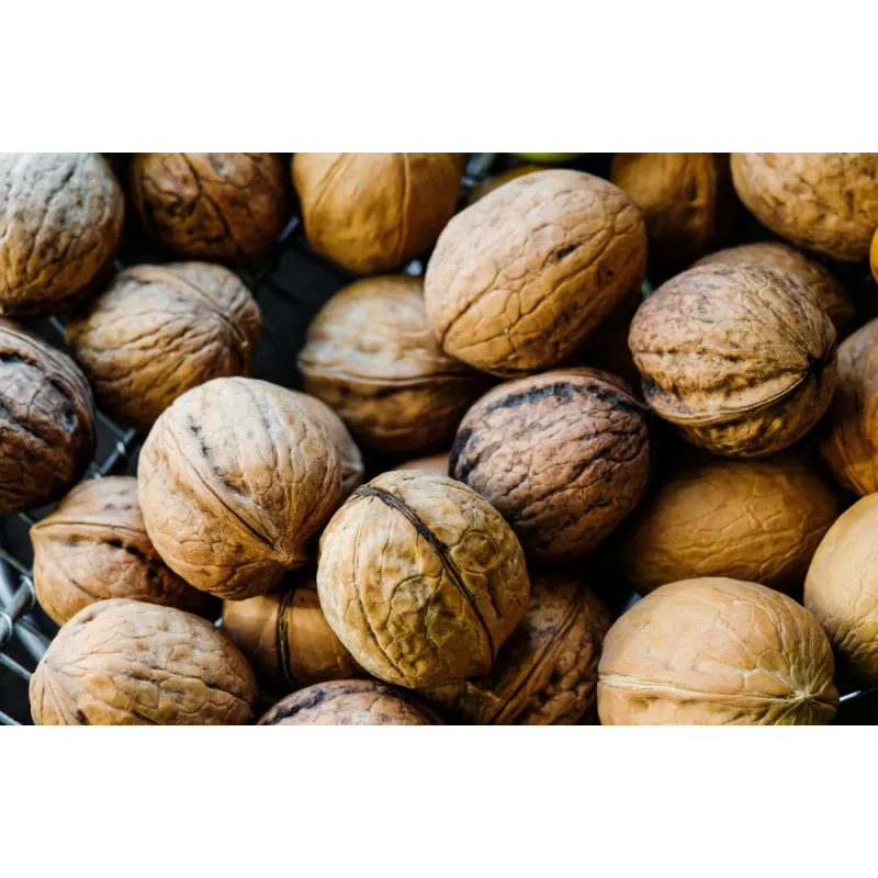 Cerneaux De Noix Bio en coque AOC AOP Du Périgord - direct producteur