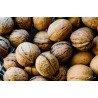 Organic Walnut Kernels in shell PDO From Perigord - direct producer