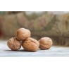 Organic Walnut Kernels in shell PDO From Grenoble - direct producer