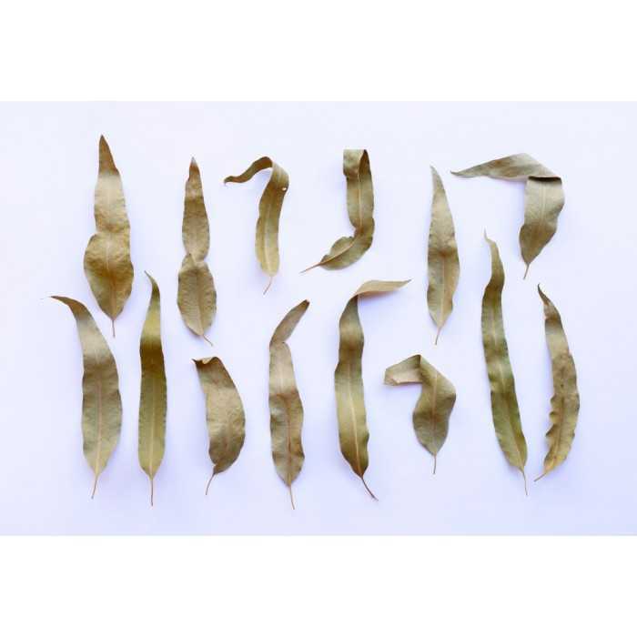 Organic dried eucalyptus leaves from Portugal