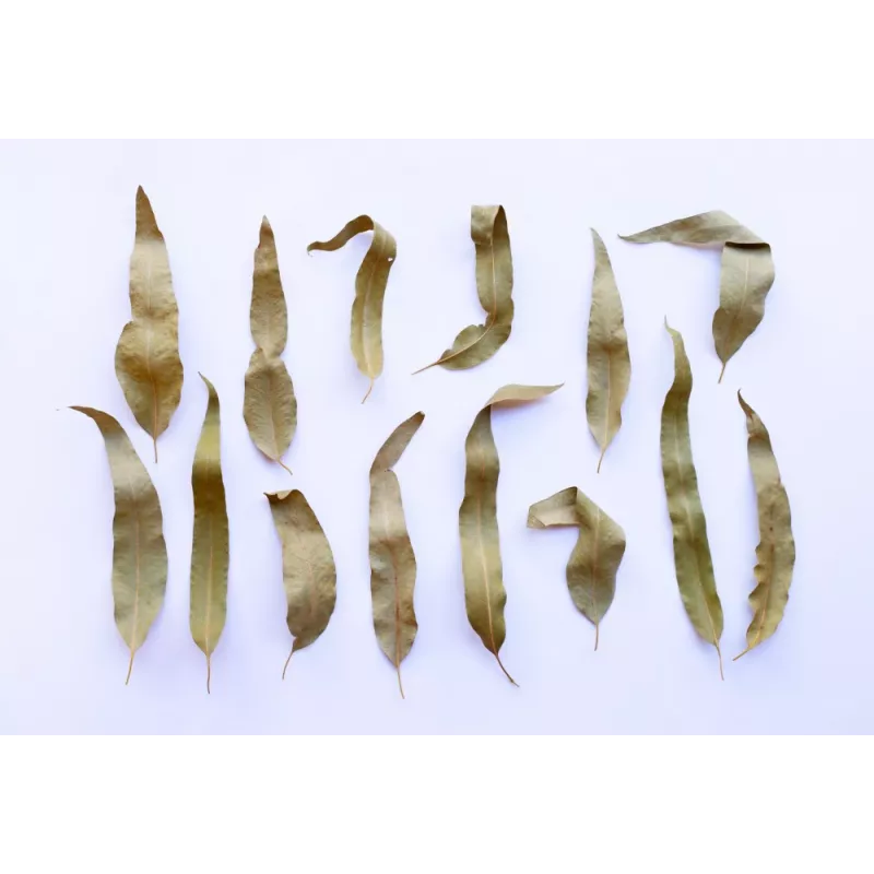 Organic dried eucalyptus leaves from Portugal