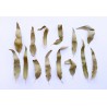 Organic dried eucalyptus leaves from Portugal