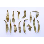 Organic dried eucalyptus leaves from Portugal