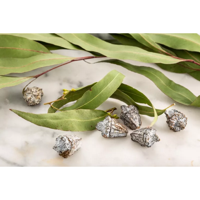 Organic dried eucalyptus leaves from Portugal