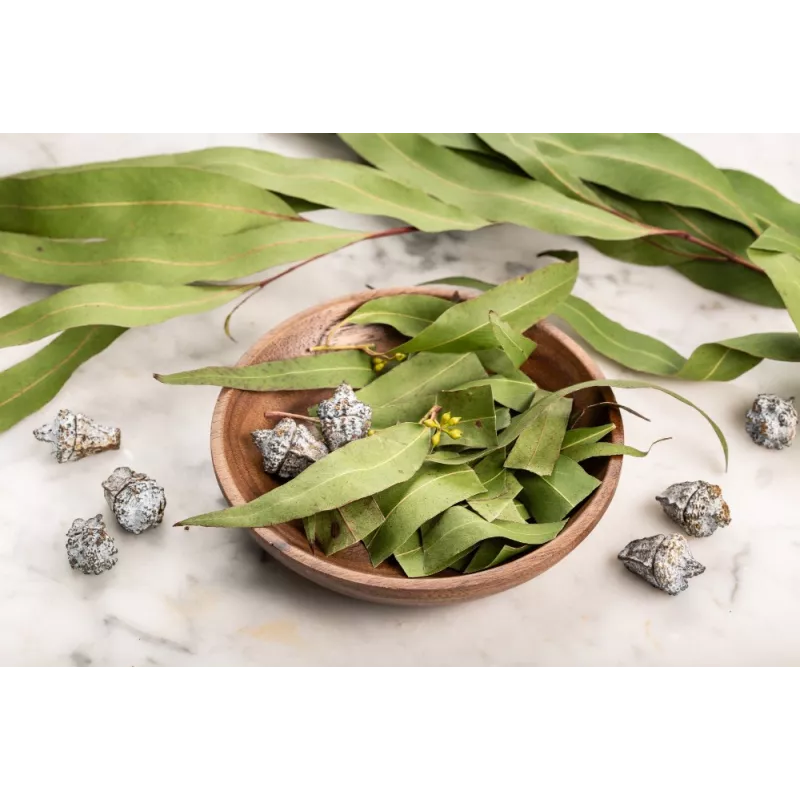 Organic dried eucalyptus leaves from Portugal