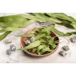 Organic dried eucalyptus leaves from Portugal